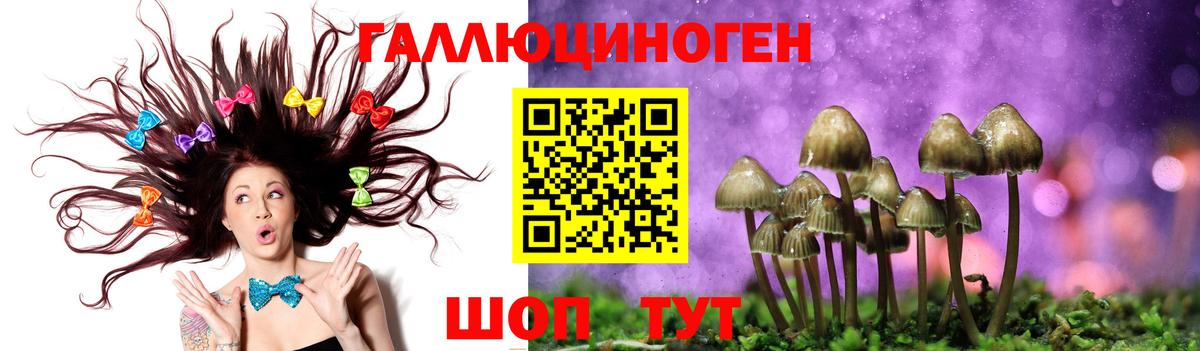 Псилоцибиновые грибы Psilocybe Междуреченск
